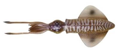 Leurre Savage Gears 3D SWIM SQUID 18cm 32gr SINKING CUTTLEF FINI -50%