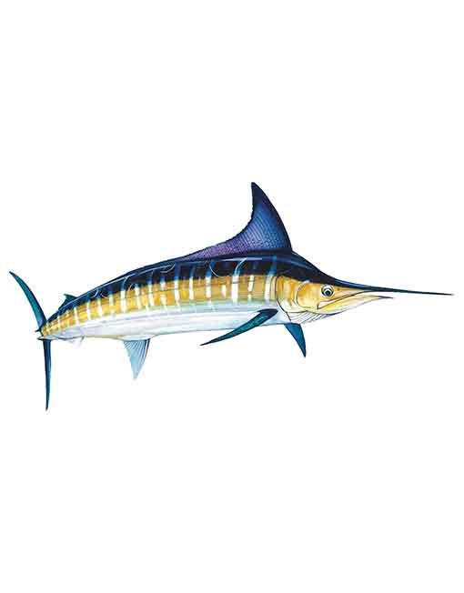 stripe-marlin-WEB-510x652.jpg